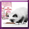 ROYAL CANIN - GRAND QUIZ CHATON 2020 [56237]