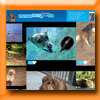 MERIAL CONCOURS TOUTOUS PRETS A TOUT [31688]