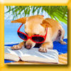 MY SAINT BERNARD JEU INSTANT GAGNANT (Facebook) [31976]