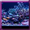 PRODIBIO - JEU L'AQUARIUM DU MOIS