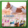 SAINT BERNARD CONCOURS CANDY CRUSH [36411]