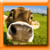 PAYSAN BRETON - CONCOURS PHOTO DE VACHE (Facebook) [29916]