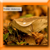 BAKKER CONCOURS PHOTO AUTOMNE [32970]